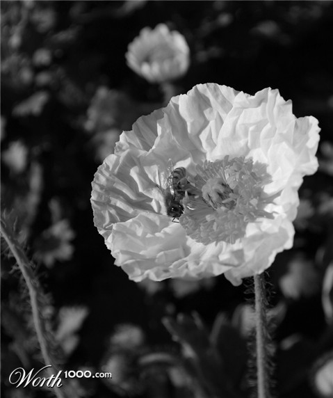 Photography by Arrow42