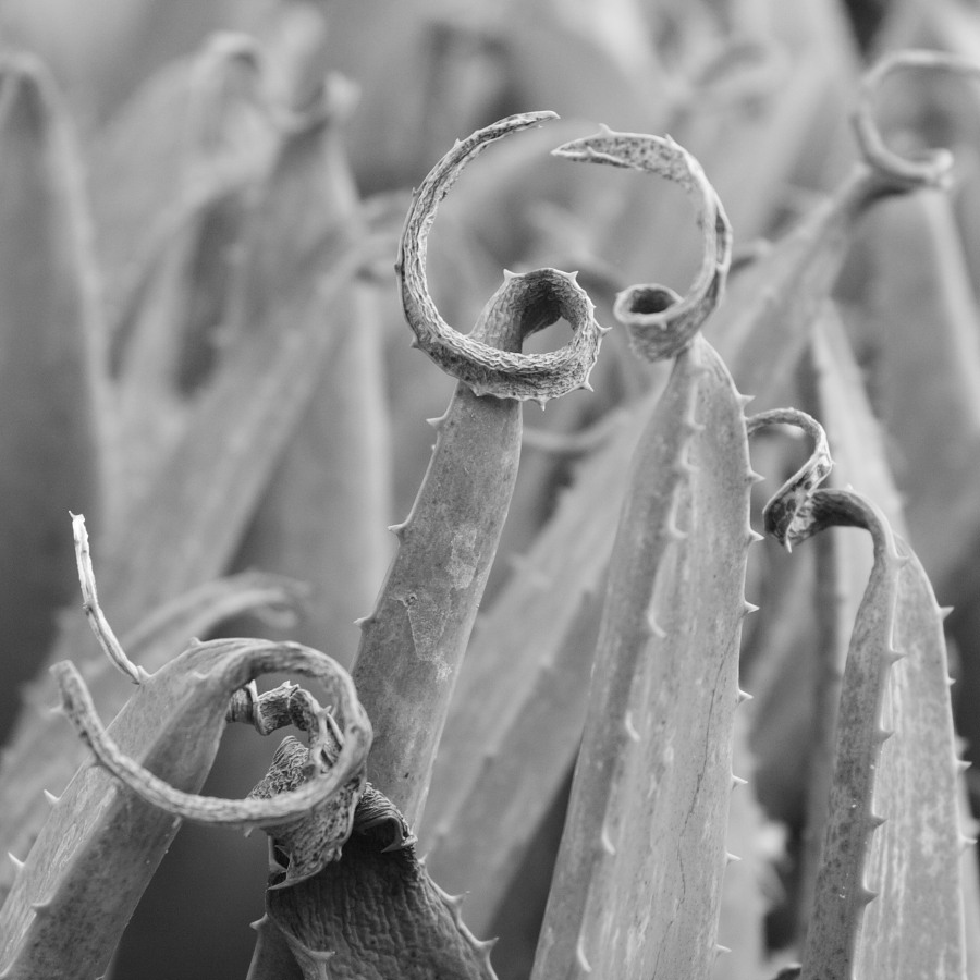 Photography by jviper360 for DesignCrowd (Community Contests) | Design #8952450