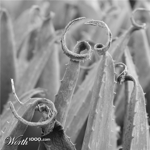 Photography by jviper360