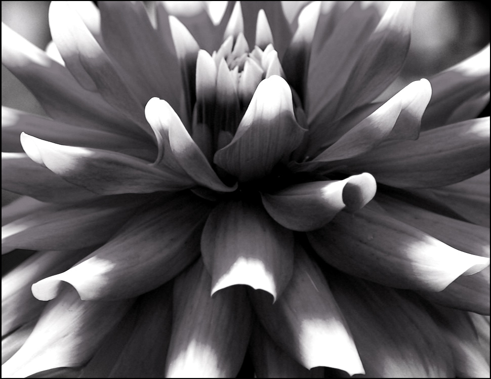 Photography by redcats for DesignCrowd (Community Contests) | Design #8956284