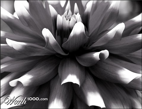 Photography by redcats