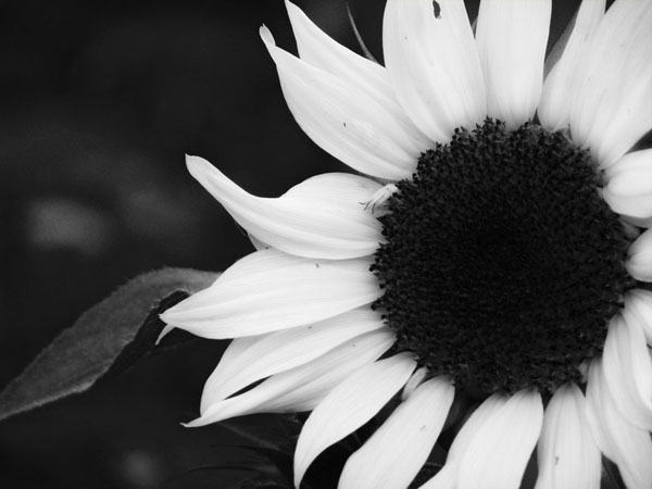 Photography by damixgirl for DesignCrowd (Community Contests) | Design #8956316