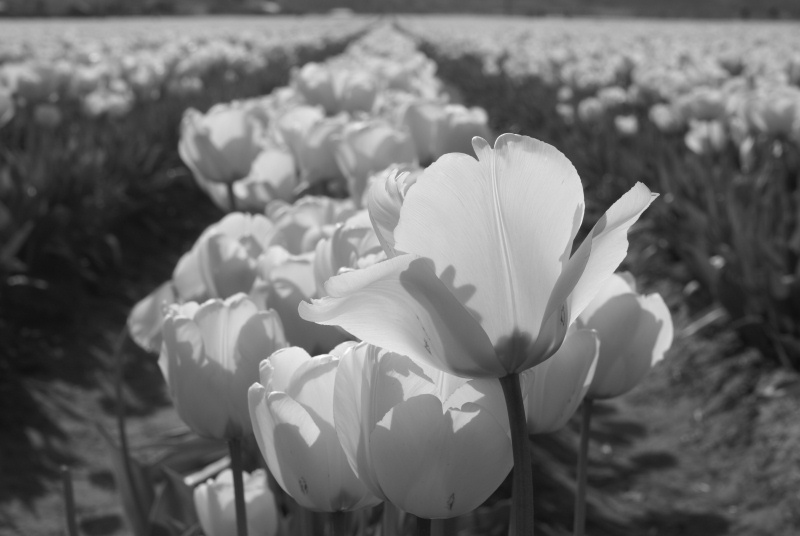 Photography by Francoise for DesignCrowd (Community Contests) | Design #8956241