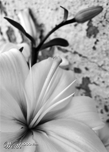 Photography by sausirhi