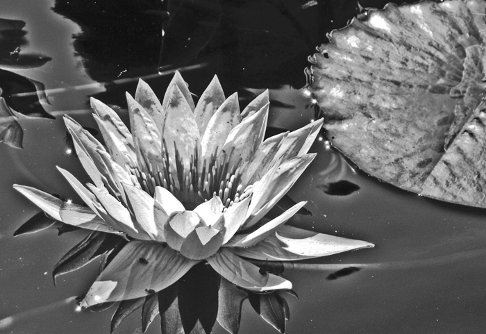 Photography by Zuezzo for DesignCrowd (Community Contests) | Design #8956235