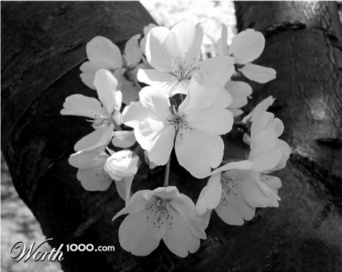 Photography by JoneSyMouSeY