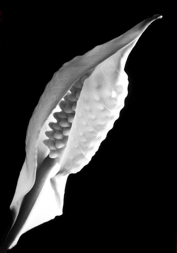 Photography by suram8456 for DesignCrowd (Community Contests) | Design #8956266