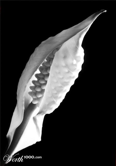 Photography by suram8456