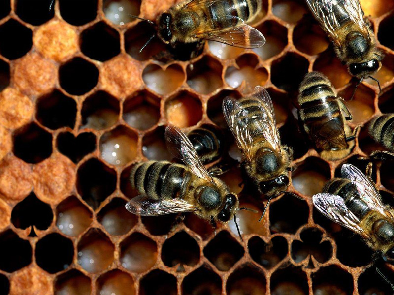 Diseño de Photoshop por colleague para DesignCrowd (Community Contests) | Diseño #8954744