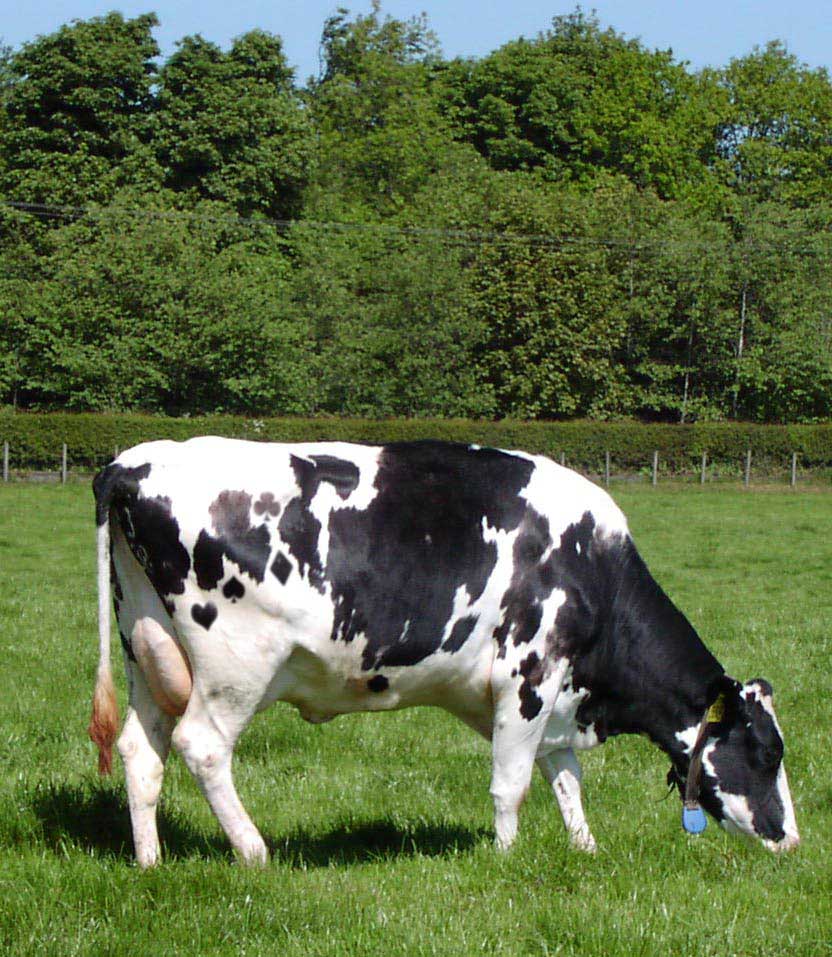 Photoshop-Design von Dave0585 für DesignCrowd (Community Contests) | Design #8954748