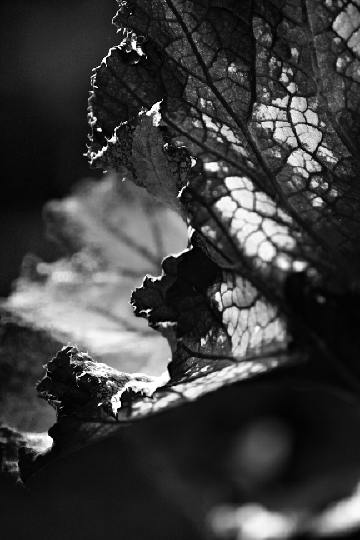 Photography by thravens for DesignCrowd (Community Contests) | Design #8956269