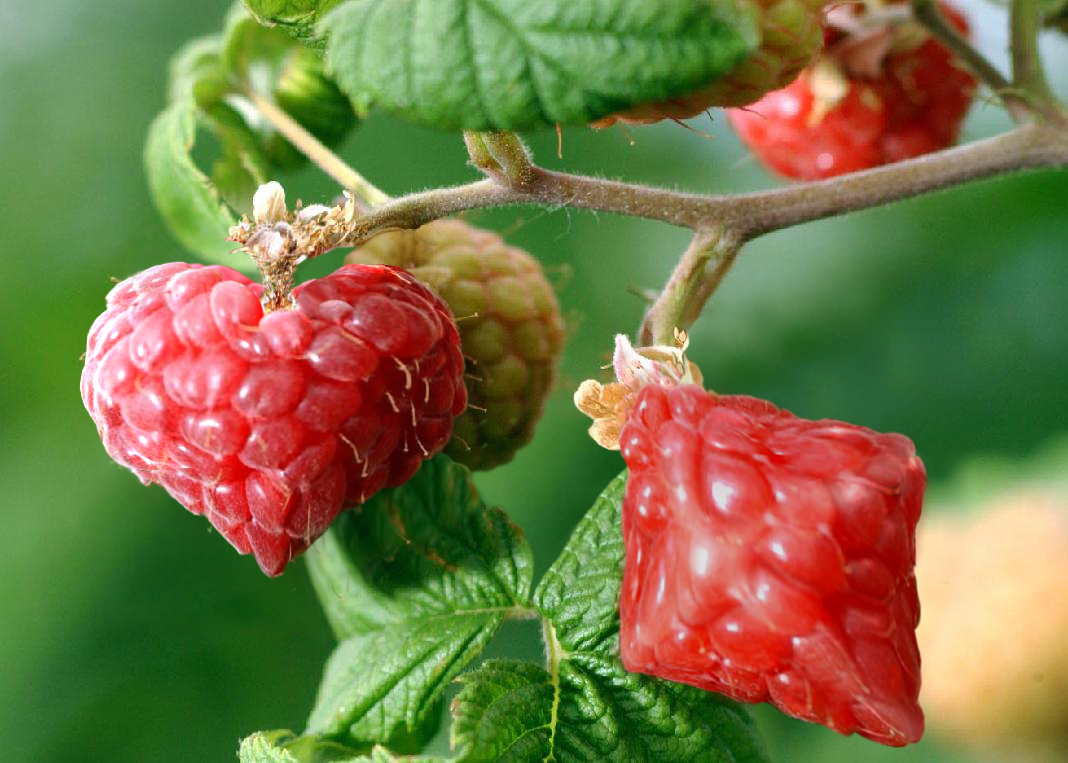 Photoshop Design by riddle for DesignCrowd (Community Contests) | Design #8954790