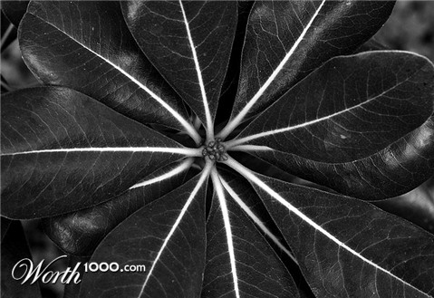 Photography by Ituzum