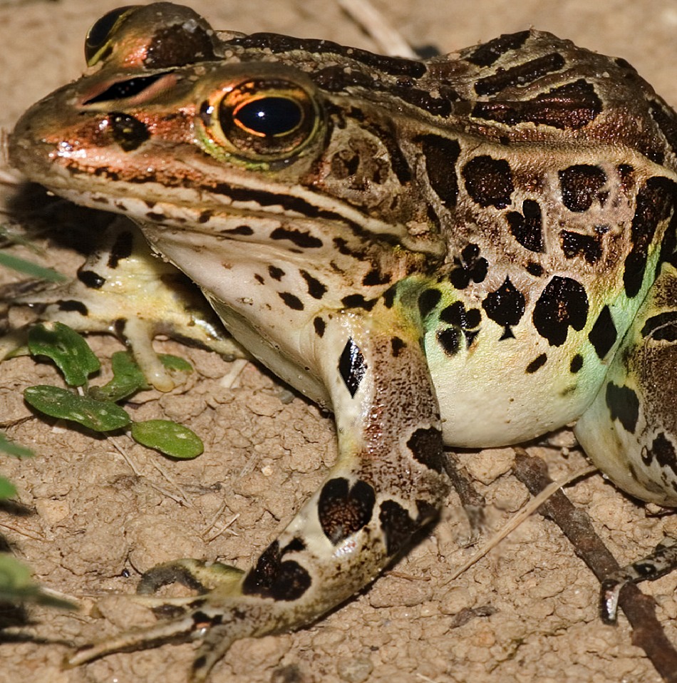 Photoshop Design by kitsune1920 for DesignCrowd (Community Contests) | Design #8954762