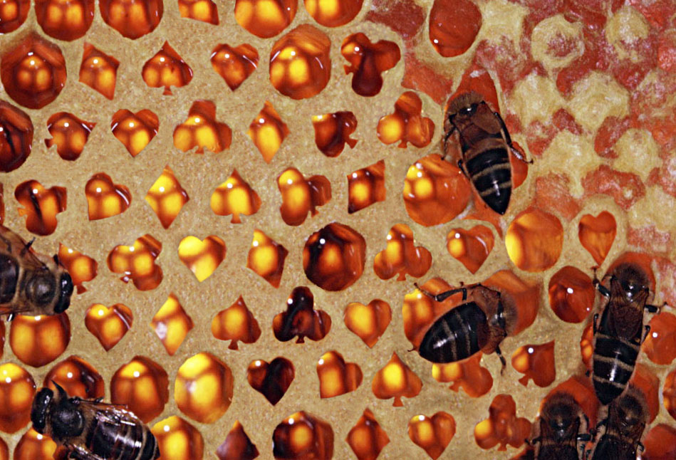 Photoshop Design by urnmns for DesignCrowd (Community Contests) | Design #8954757