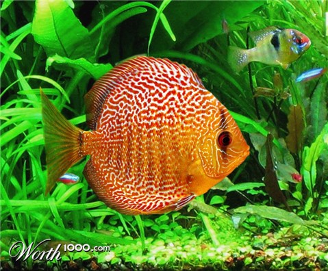 Photoshop Design by Mushon