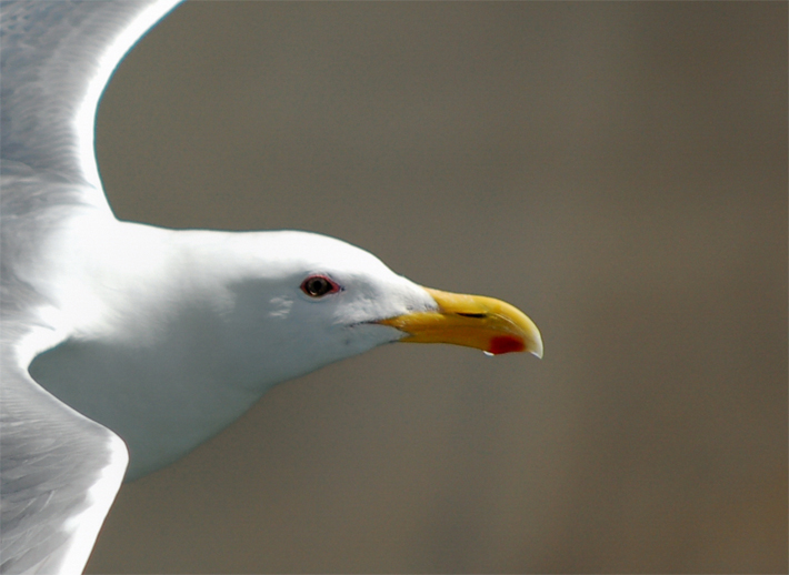 Photography by margold for DesignCrowd (Community Contests) | Design #8954107