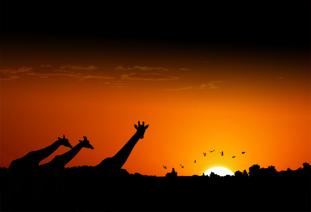 Photoshop Design by AscariDesign for DesignCrowd (Community Contests) | Design #8948109