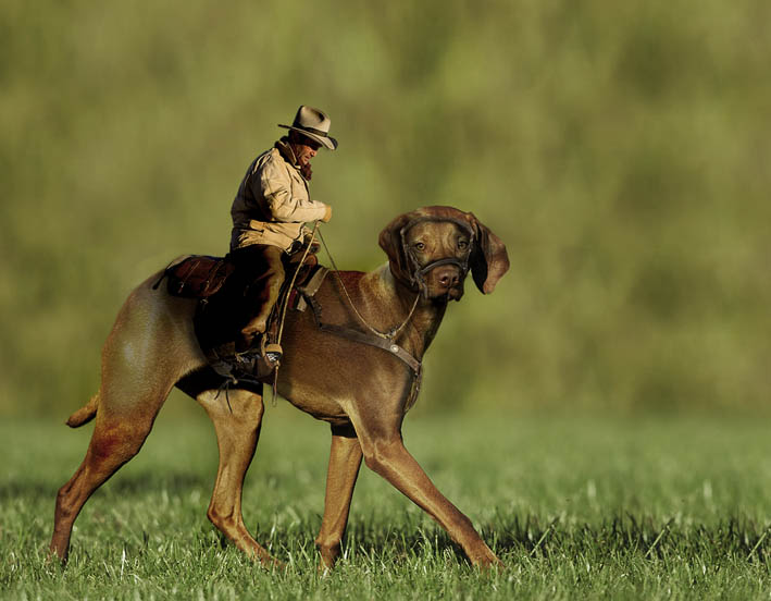 Photoshop Design by designfreaky for DesignCrowd (Community Contests) | Design #8950389