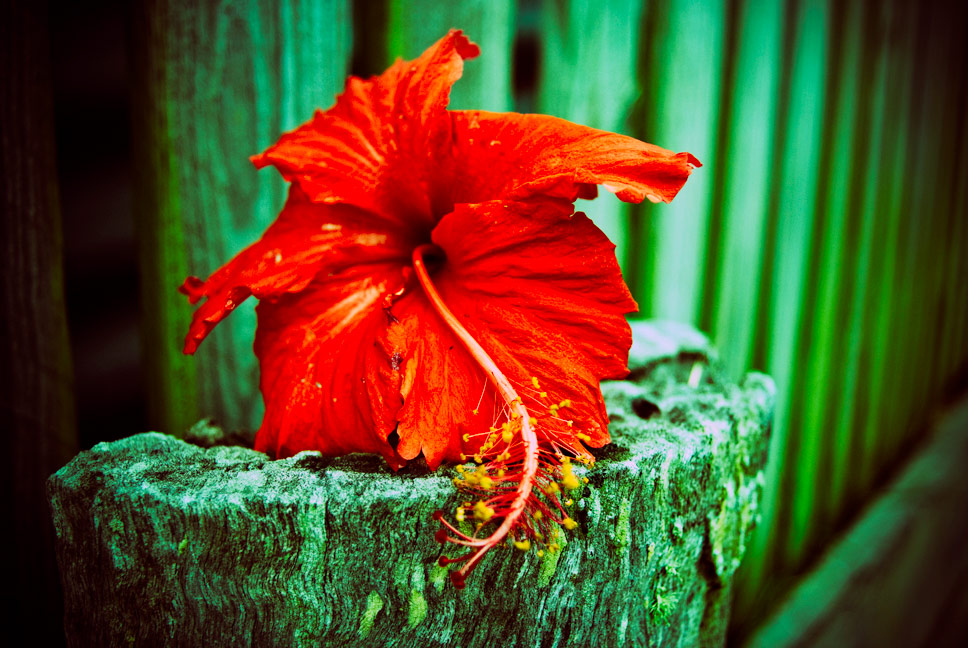 Photographie par JuzzyDee pour DesignCrowd (Community Contests) | Design #8951527