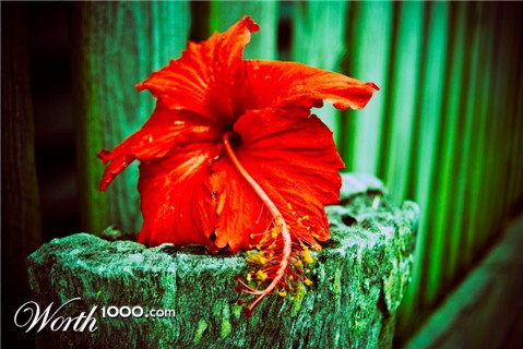 Photography by JuzzyDee