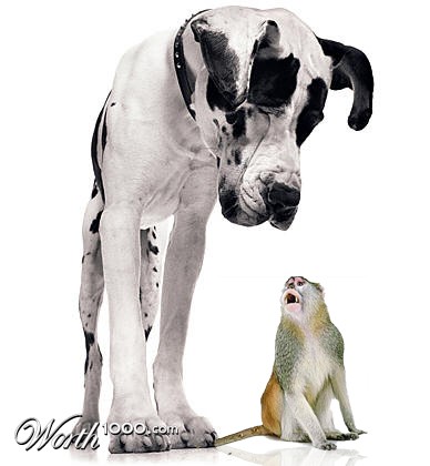 Photoshop Design by djtrickz