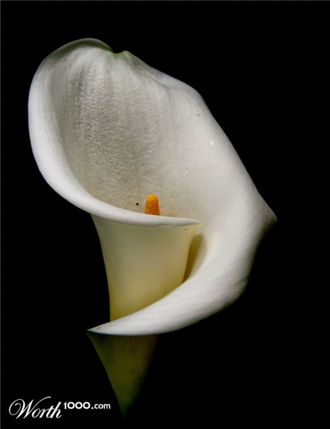 Photography by ginscambia