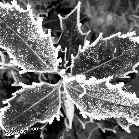 Photography by nelethys