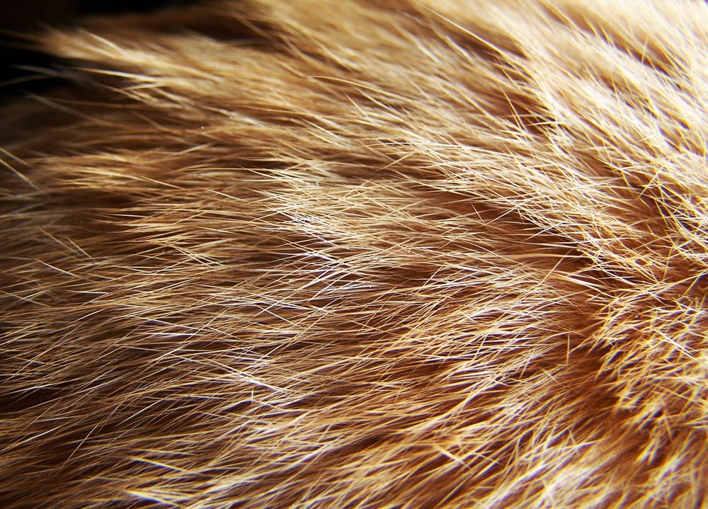 Photography by morganichole for DesignCrowd (Community Contests) | Design #8952101