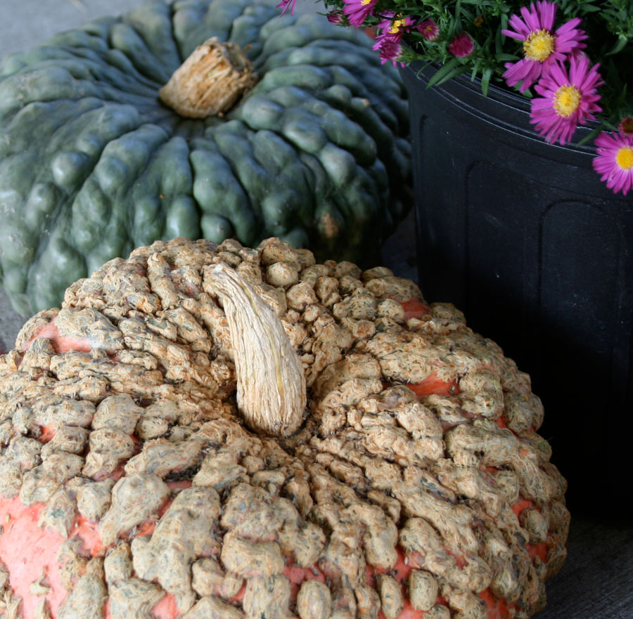 Photography by rebeccatroy for DesignCrowd (Community Contests) | Design #8952241