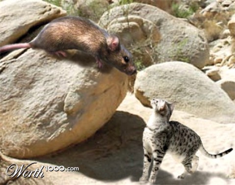 Photoshop Design by jackalpup