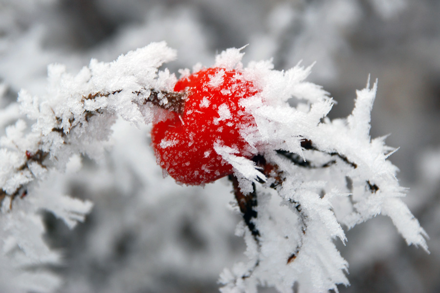 Fotografía por Bastet para DesignCrowd (Community Contests) | Diseño #8954653