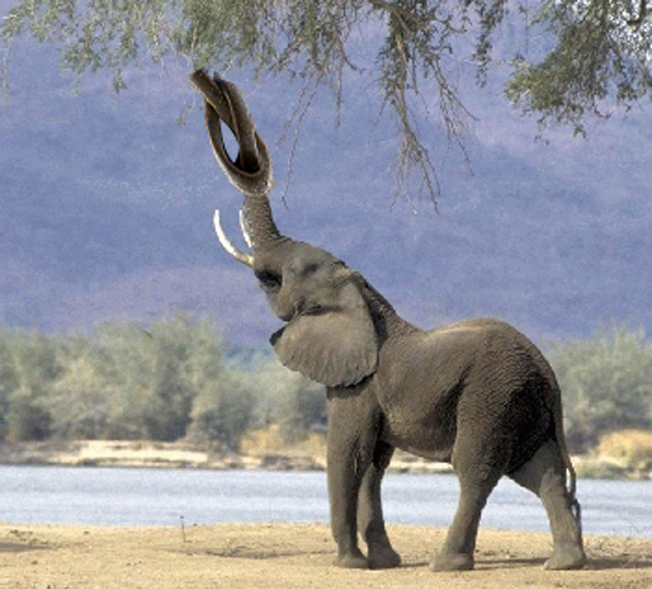 Diseño de Photoshop por ebrarbahcivan para DesignCrowd (Community Contests) | Diseño #8956166