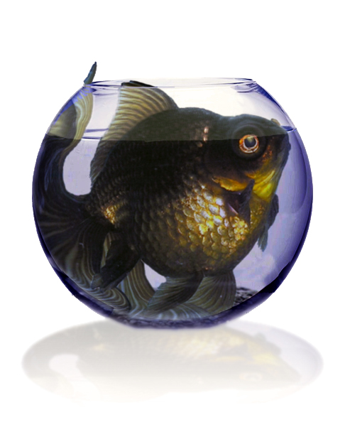 Diseño de Photoshop por designereye para DesignCrowd (Community Contests) | Diseño #8950488