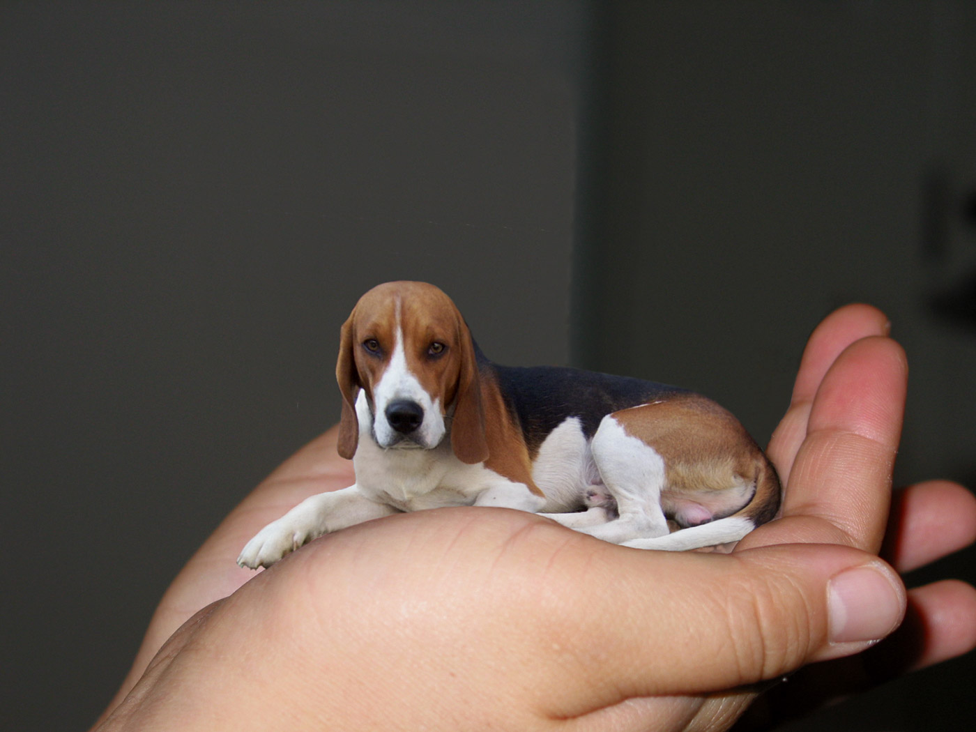 Design Photoshop par underworth pour DesignCrowd (Community Contests) | Design #8950463