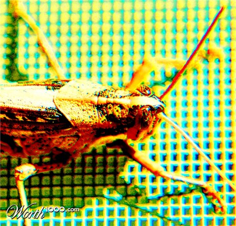 Photography by Larvice