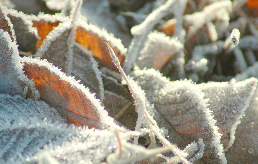 Photography by Larvice for DesignCrowd (Community Contests) | Design #8954657