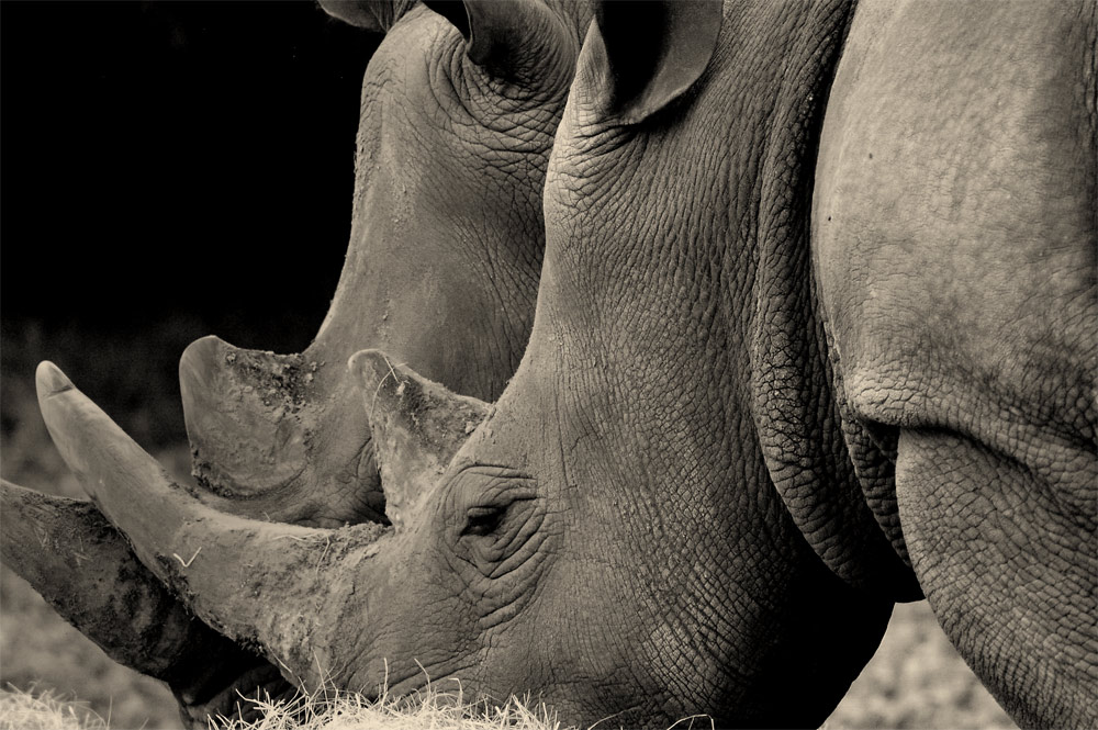 Photography by margold for DesignCrowd (Community Contests) | Design #8952227