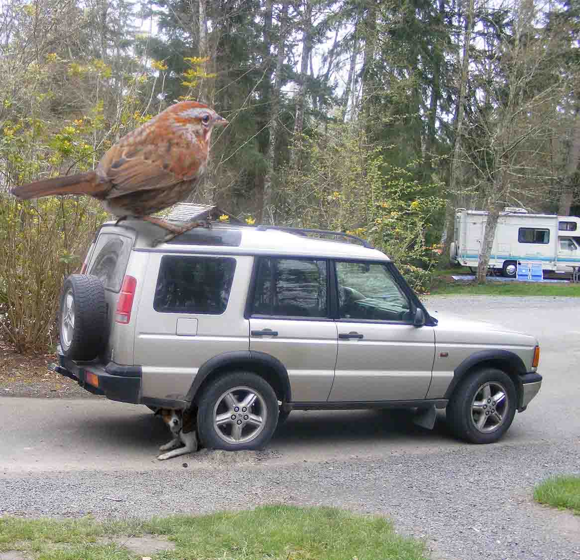 Photoshop Design by bkhikkin for DesignCrowd (Community Contests) | Design #8950641