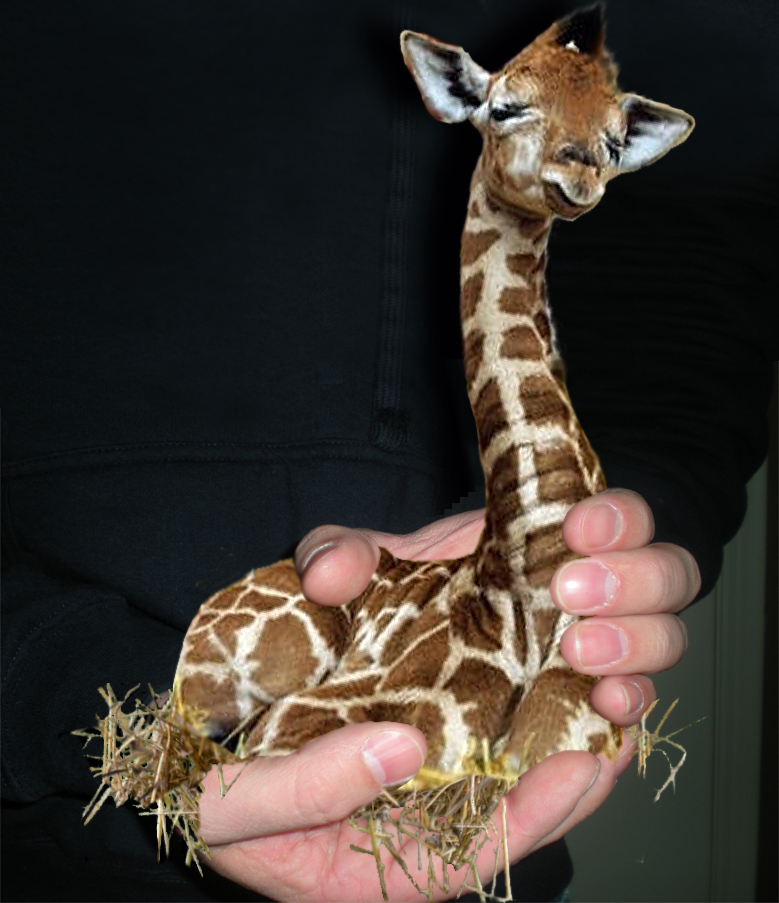 Photoshop Design by Jabotx for DesignCrowd (Community Contests) | Design #8950635