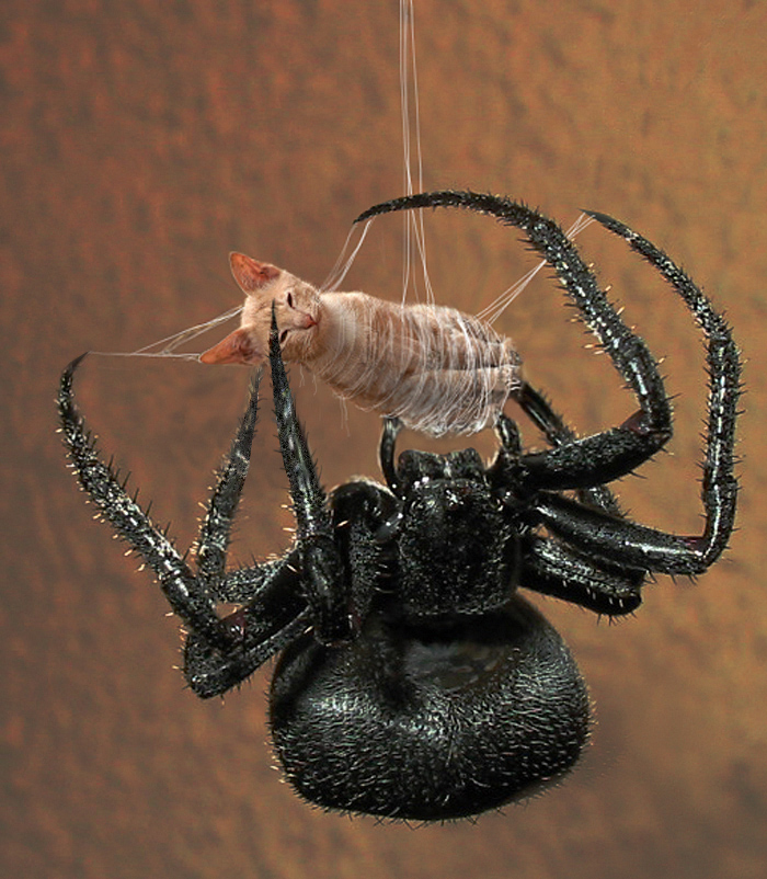 Diseño de Photoshop por DestinationCreation para DesignCrowd (Community Contests) | Diseño #8950546