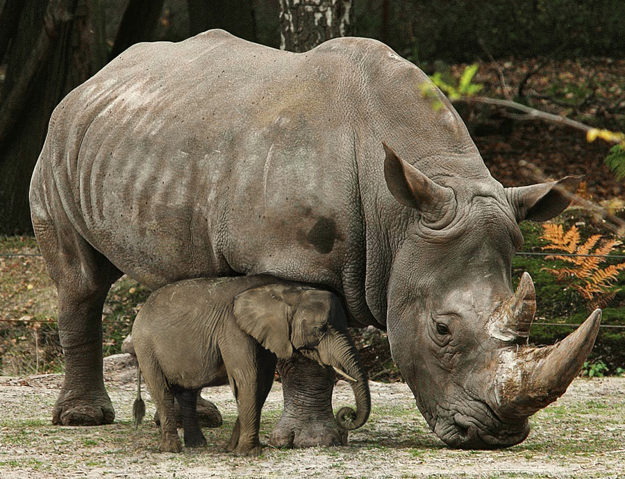 Photoshop Design by YearoftheDragon for DesignCrowd (Community Contests) | Design #8950613