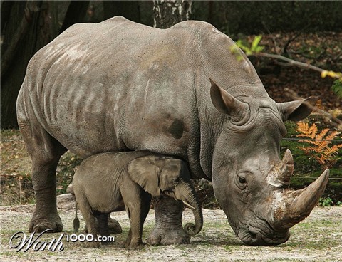 Photoshop Design by YearoftheDragon