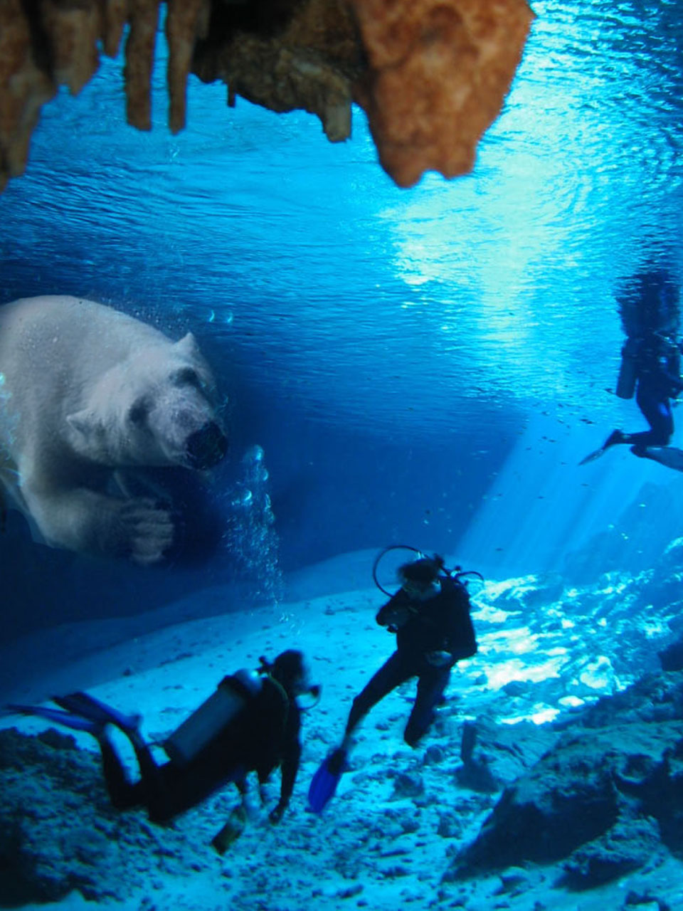 Photoshop-Design von bingobaby für DesignCrowd (Community Contests) | Design #8950557