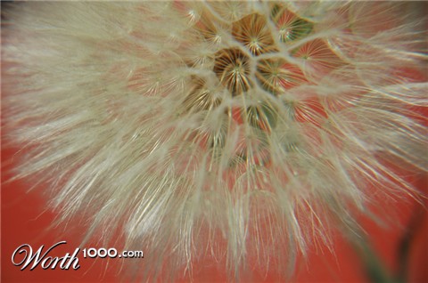 Photography by Larvice