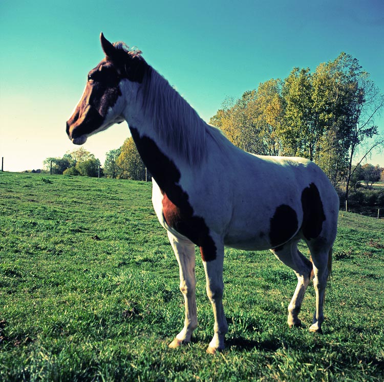 Photographie par northman pour DesignCrowd (Community Contests) | Design #8951630