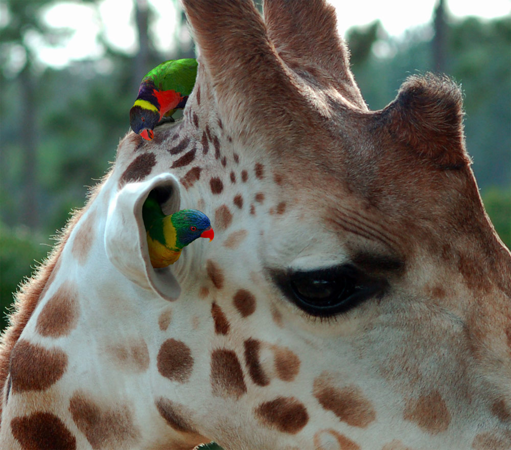 Photoshop Design by margold for DesignCrowd (Community Contests) | Design #8950731