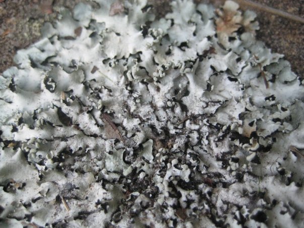 Fotografie von natnat4ever für DesignCrowd (Community Contests) | Design #8952163