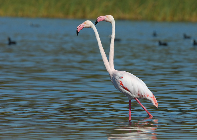 Photoshop Design by djtrickz for DesignCrowd (Community Contests) | Design #8950073