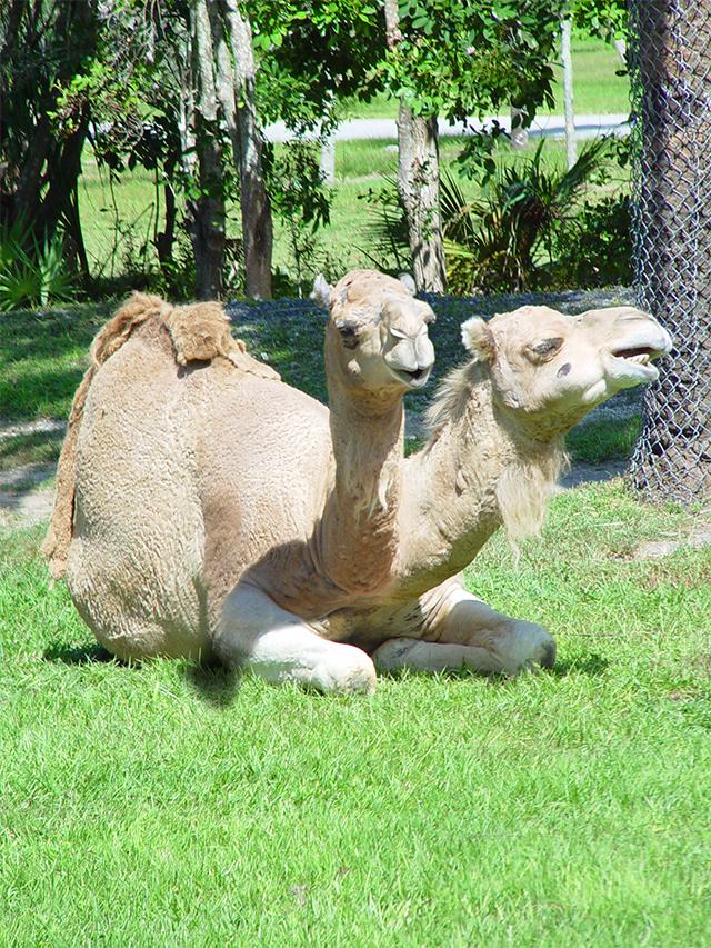 Diseño de Photoshop por cseteviktor para DesignCrowd (Community Contests) | Diseño #8950061